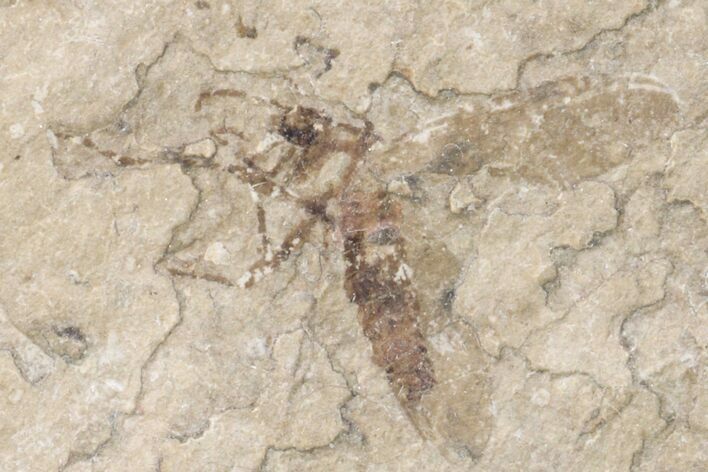 Fossil March Fly (Plecia) - Green River Formation #154509